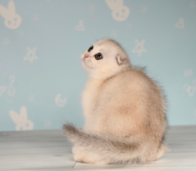 Boniface Scottish Fold male, black silver shaded