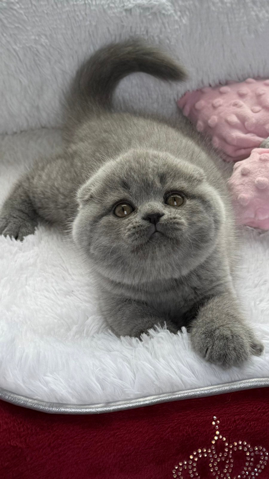 Yara Scottish Fold female, blue