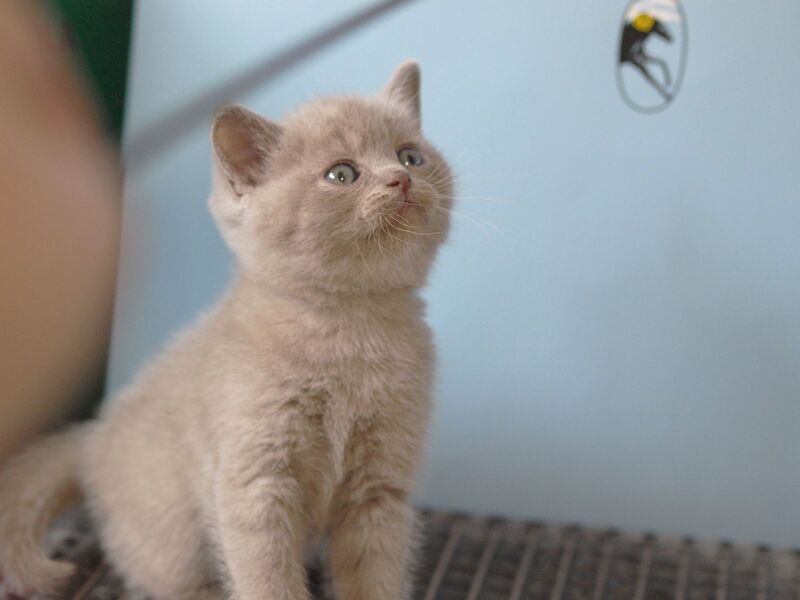 Olex British Shorthair male, lilac