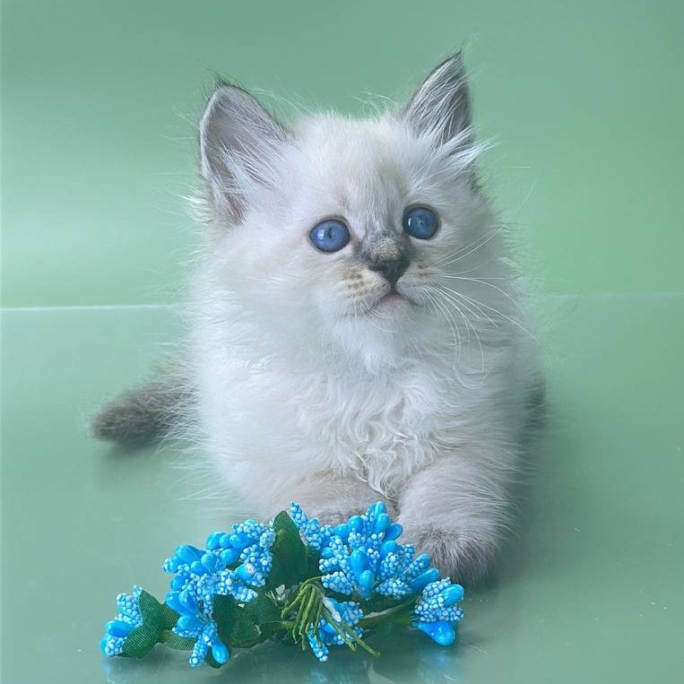 Archer Siberian male, seal tabby pointed