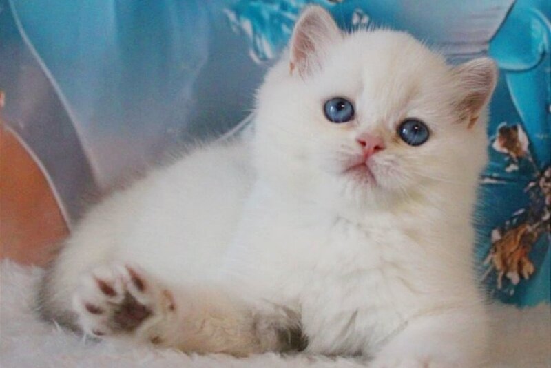 Grey British Shorthair male, blue golden chinchilla
