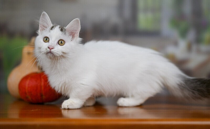 Limonchella Munchkin female, chocolate tabby van