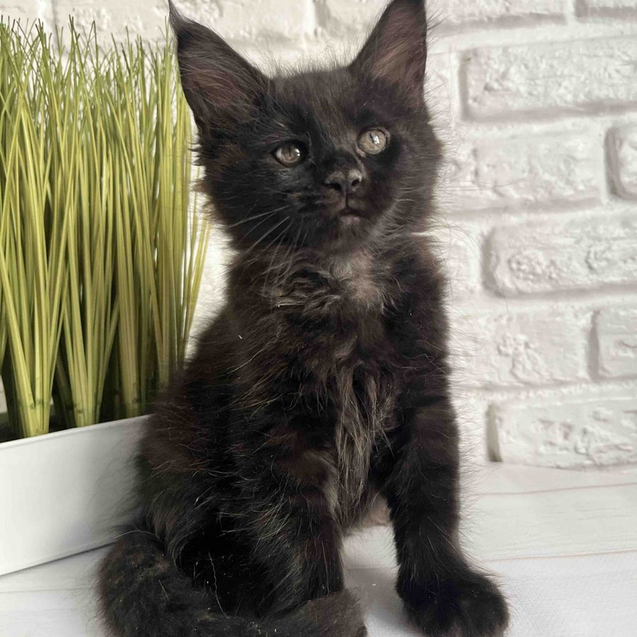 Kenzo Maine Coon male, black