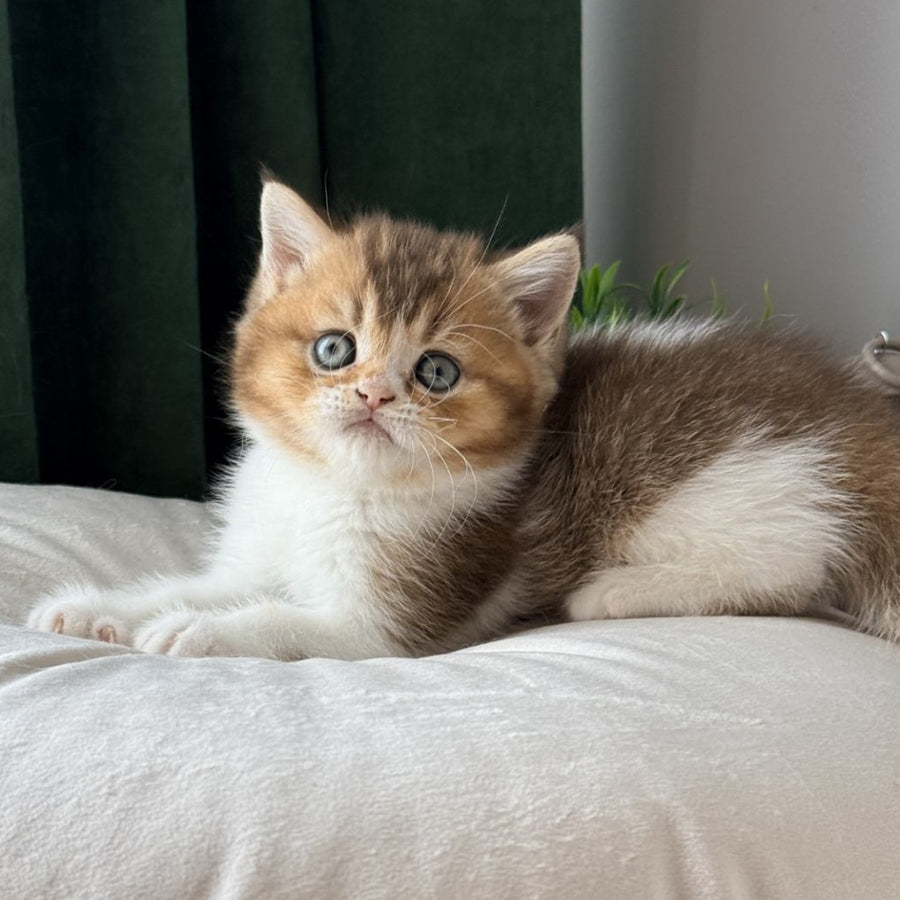 Brandon British Shorthair male, chocolate ticked tabby bicolour