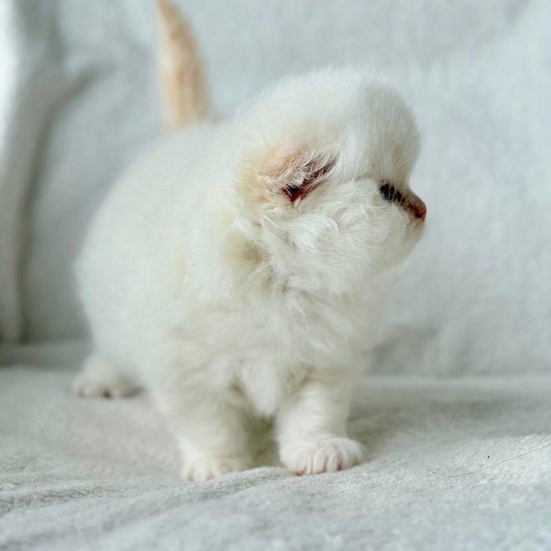 Melvan Scottish Fold male, red