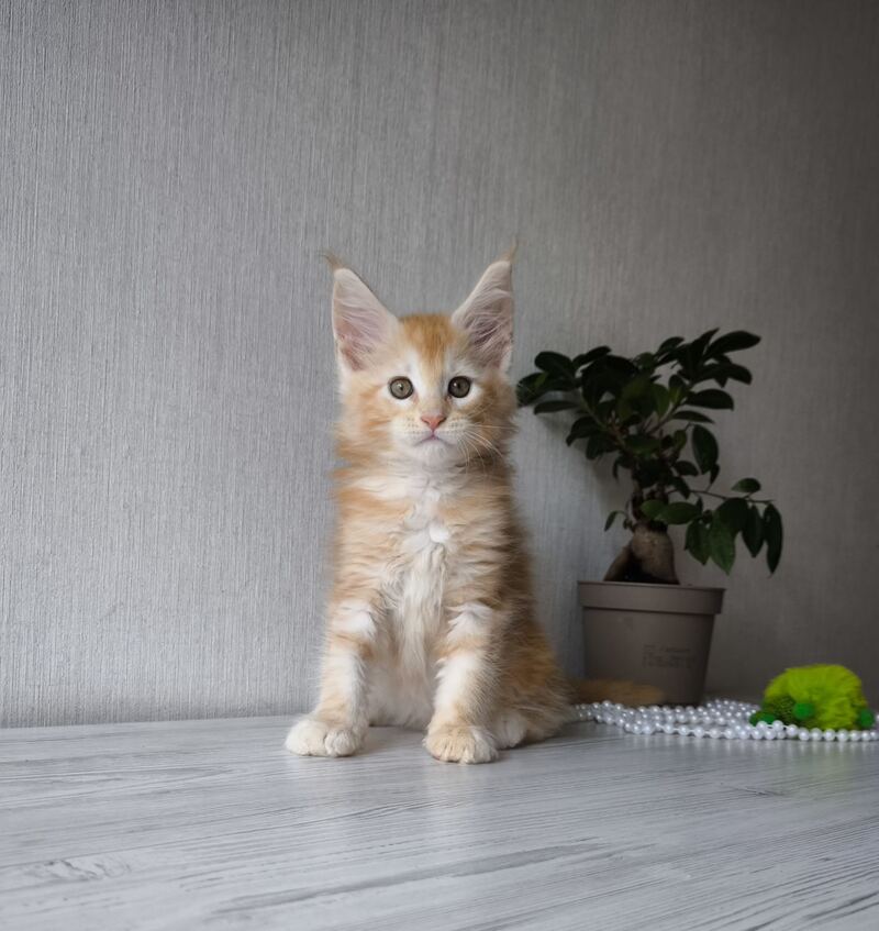 Dark Maine Coon male, red silver tabby