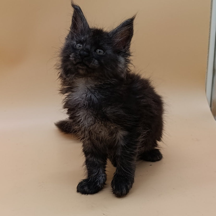Odin Maine Coon male, black silver