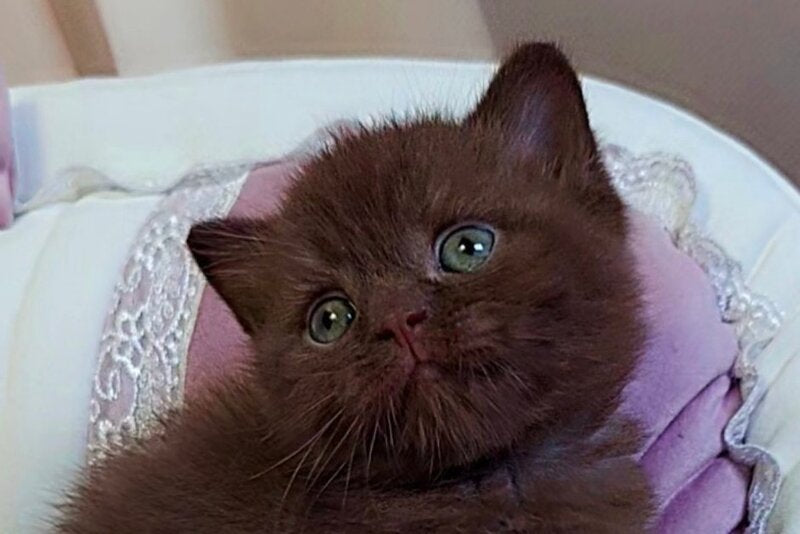 Jasper Scottish Straight male chocolate - live animals