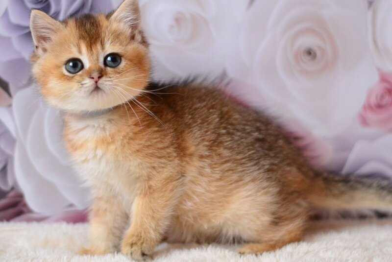 Fibi British Shorthair female, black golden ticked tabby