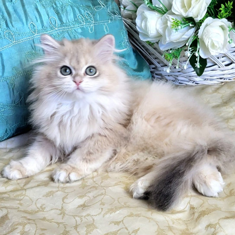 Zemfira British Longhair female, blue golden chinchilla