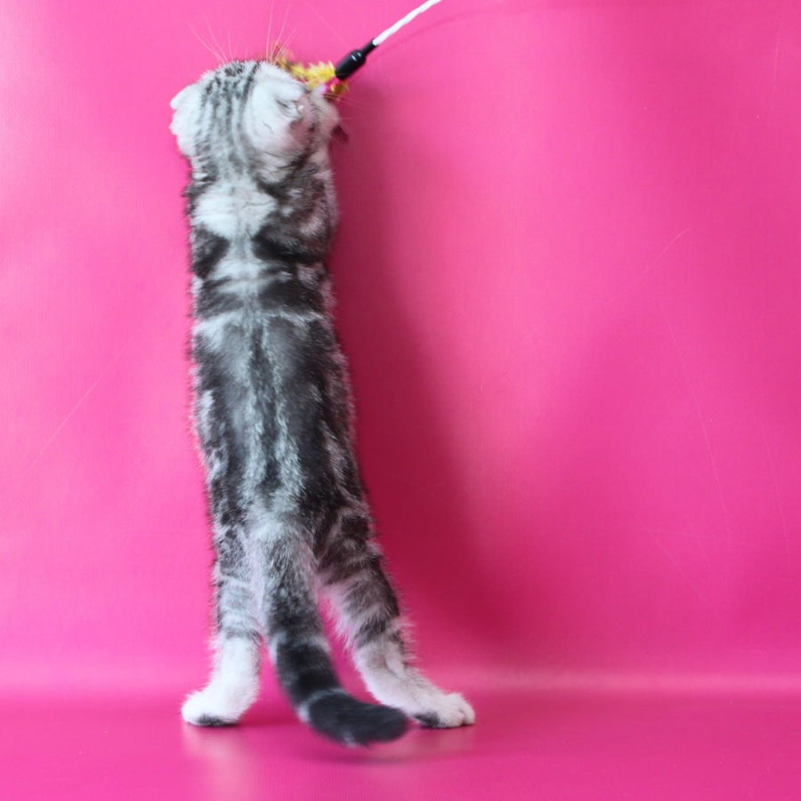 Santa Scottish Fold female, black silver tabby