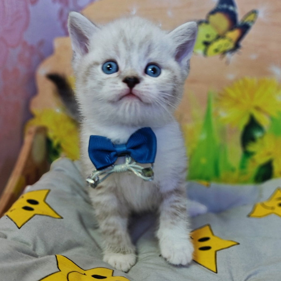 Zoran Scottish Straight male, blue spotted tabby bicolour pointed