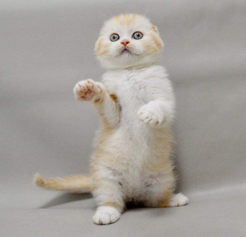 Vincent Scottish Fold male red silver spotted tabby bicolour - live animals