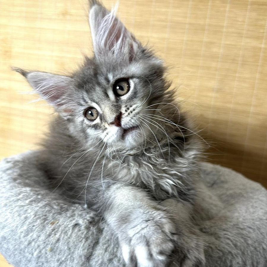 Mone Maine Coon male, blue silver ticked tabby