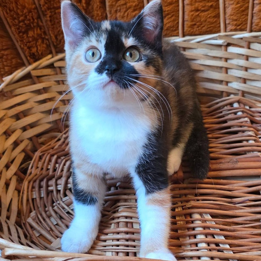 Betty British Shorthair female, black tortie bicolour