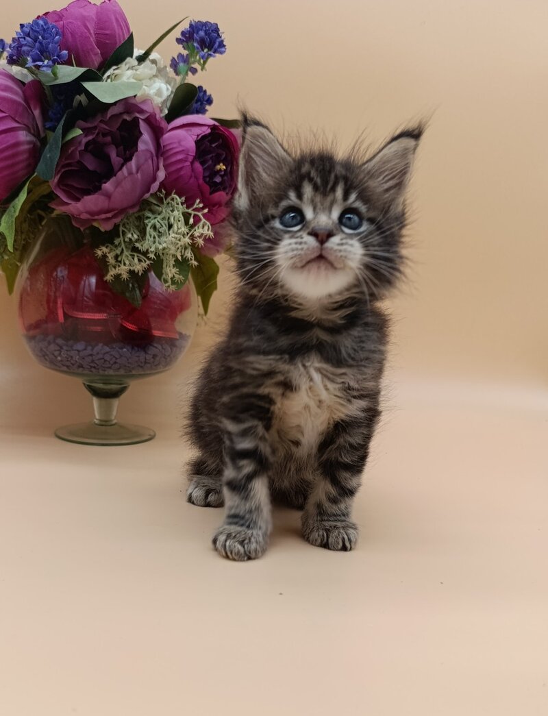 Diamond Maine Coon male, black silver tabby