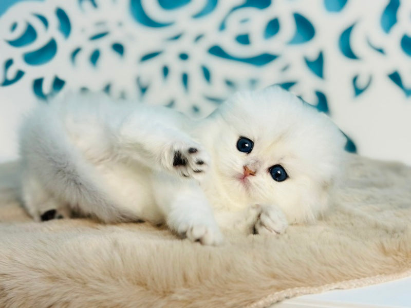 Winssent Scottish Fold male black silver chinchilla - live animals