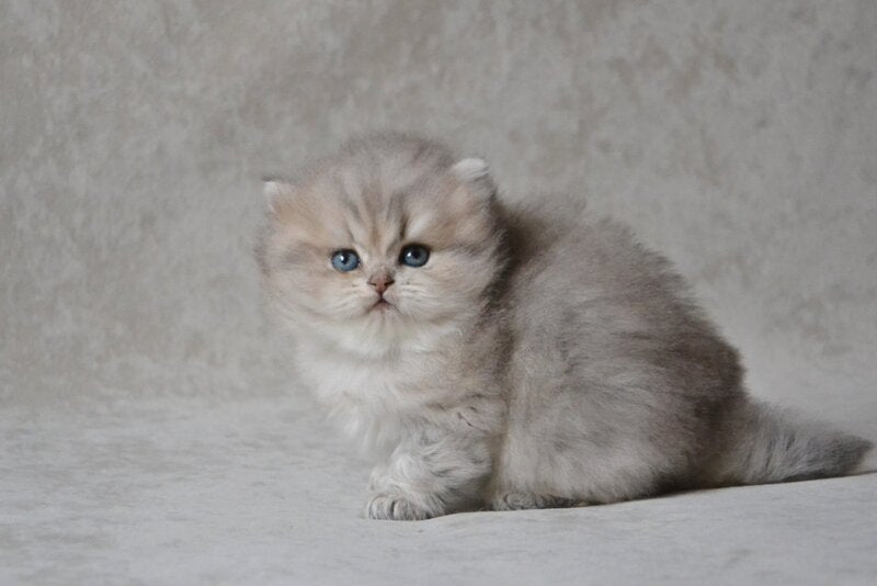 Onyx British Longhair male blue golden ticked tabby - live animals