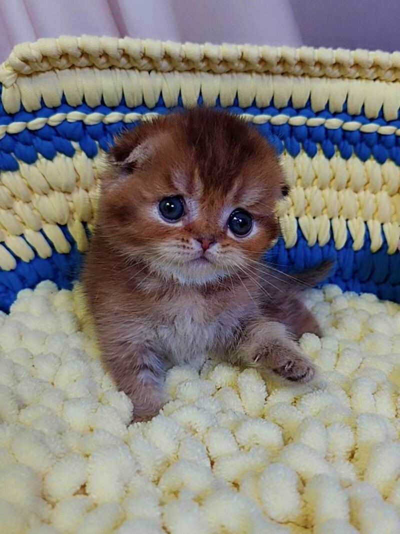 Paladin Scottish Fold male, chocolate golden ticked tabby