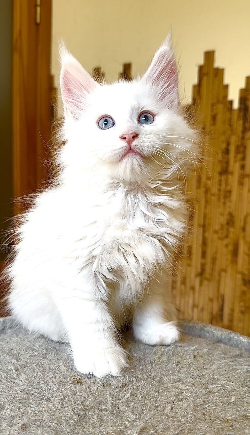 Ursula Maine Coon female, white