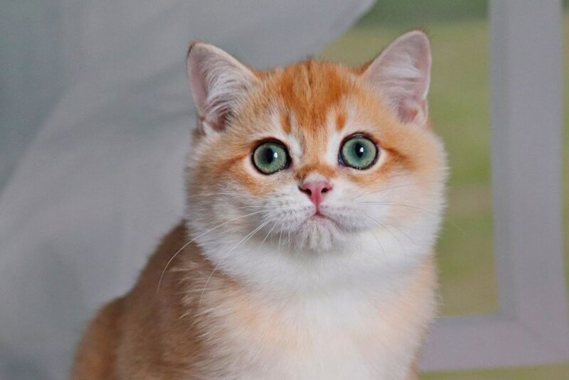 Quincy British Shorthair male, black golden chinchilla