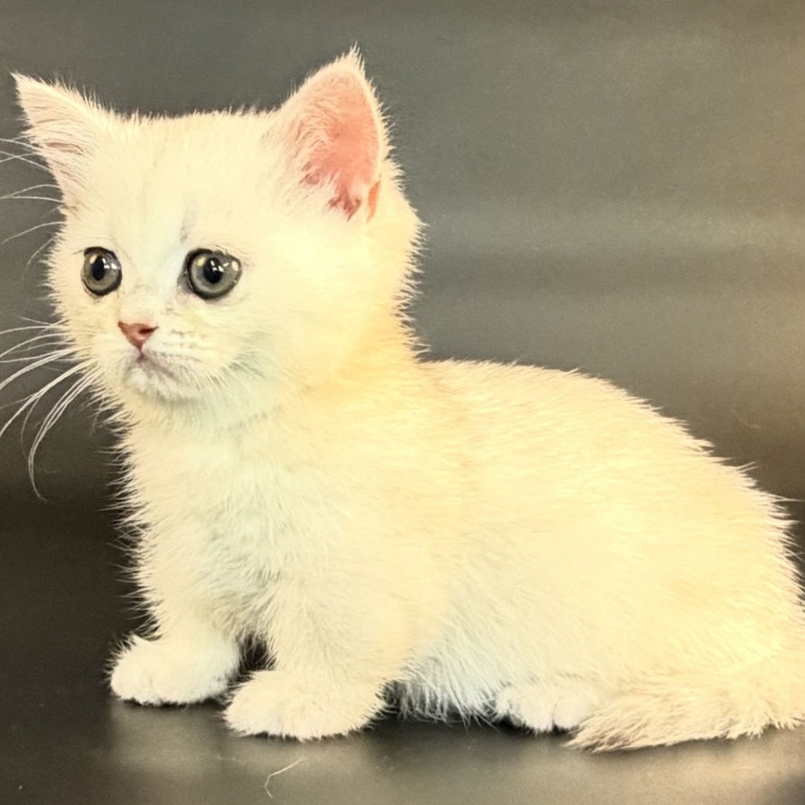 Raven Munchkin female, black silver shaded