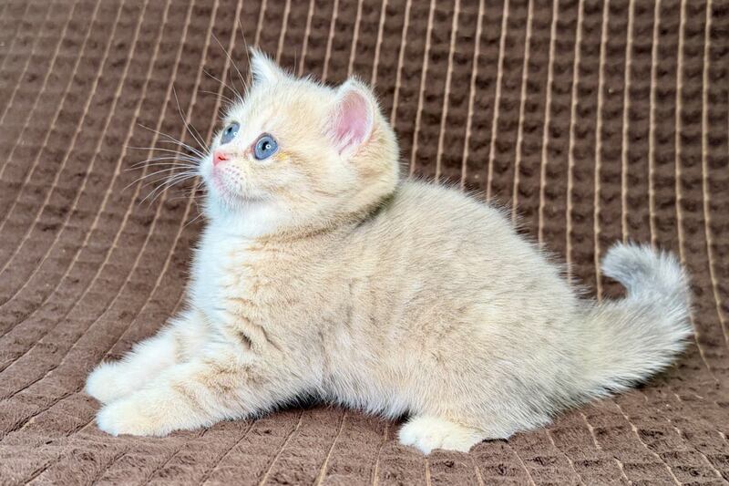 Marsi Munchkin female, blue golden tabby