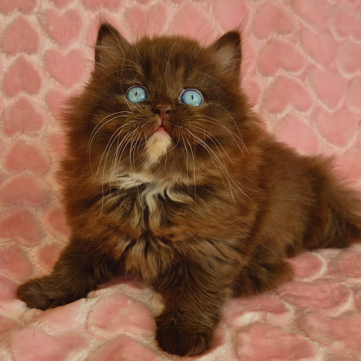 Izolda British Longhair female, chocolate with white