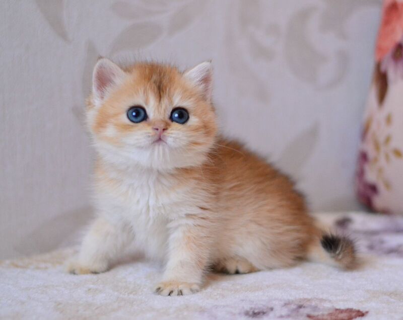 Deya British Shorthair male black golden chinchilla - live animals