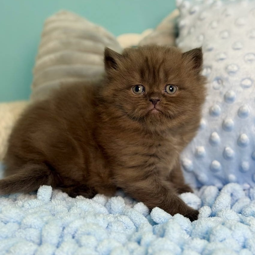 Eros Scottish Straight male, chocolate