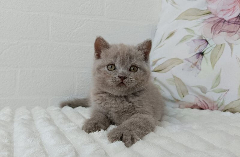 Vanessa Scottish Straight female lilac - live animals