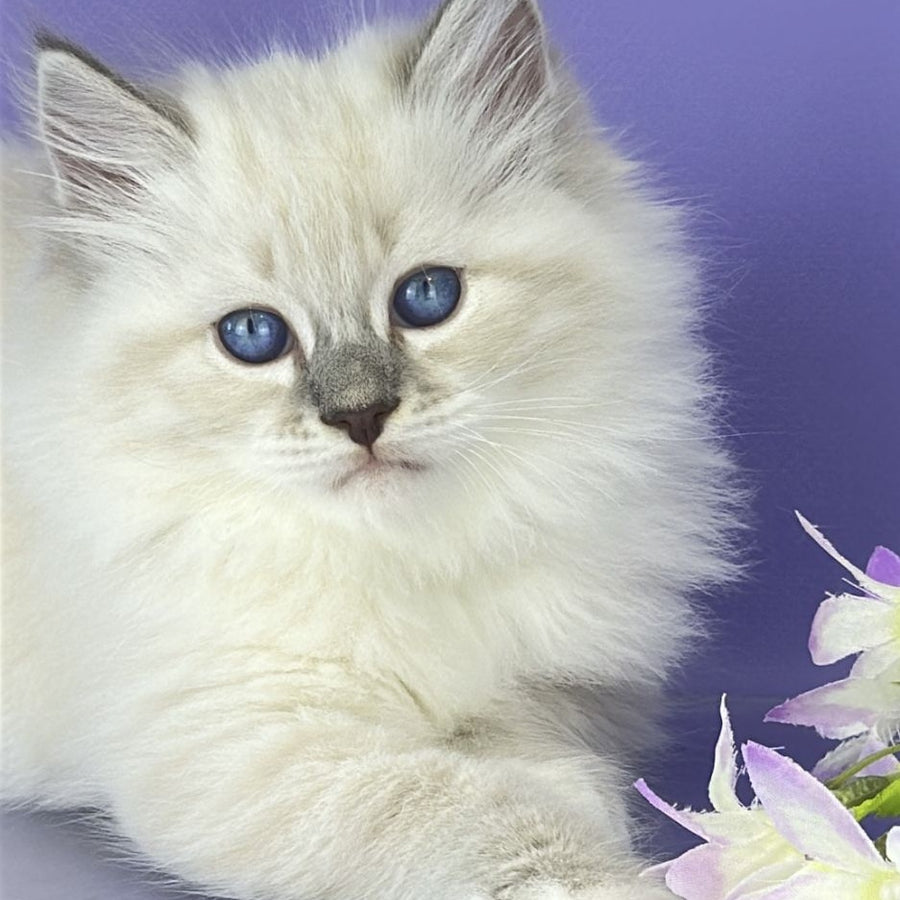Zephire Siberian male, blue tabby pointed with white