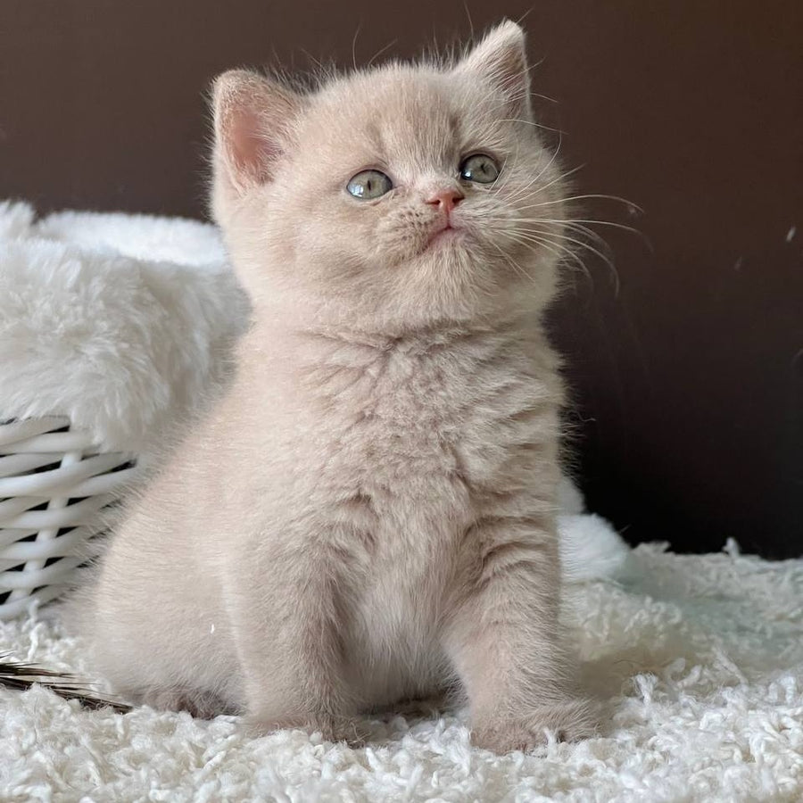 Pamela British Shorthair female, fawn