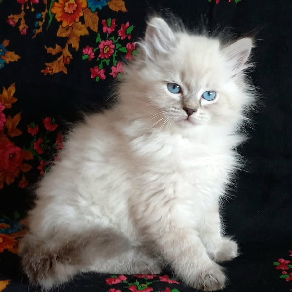 Milan Siberian male, blue tabby pointed