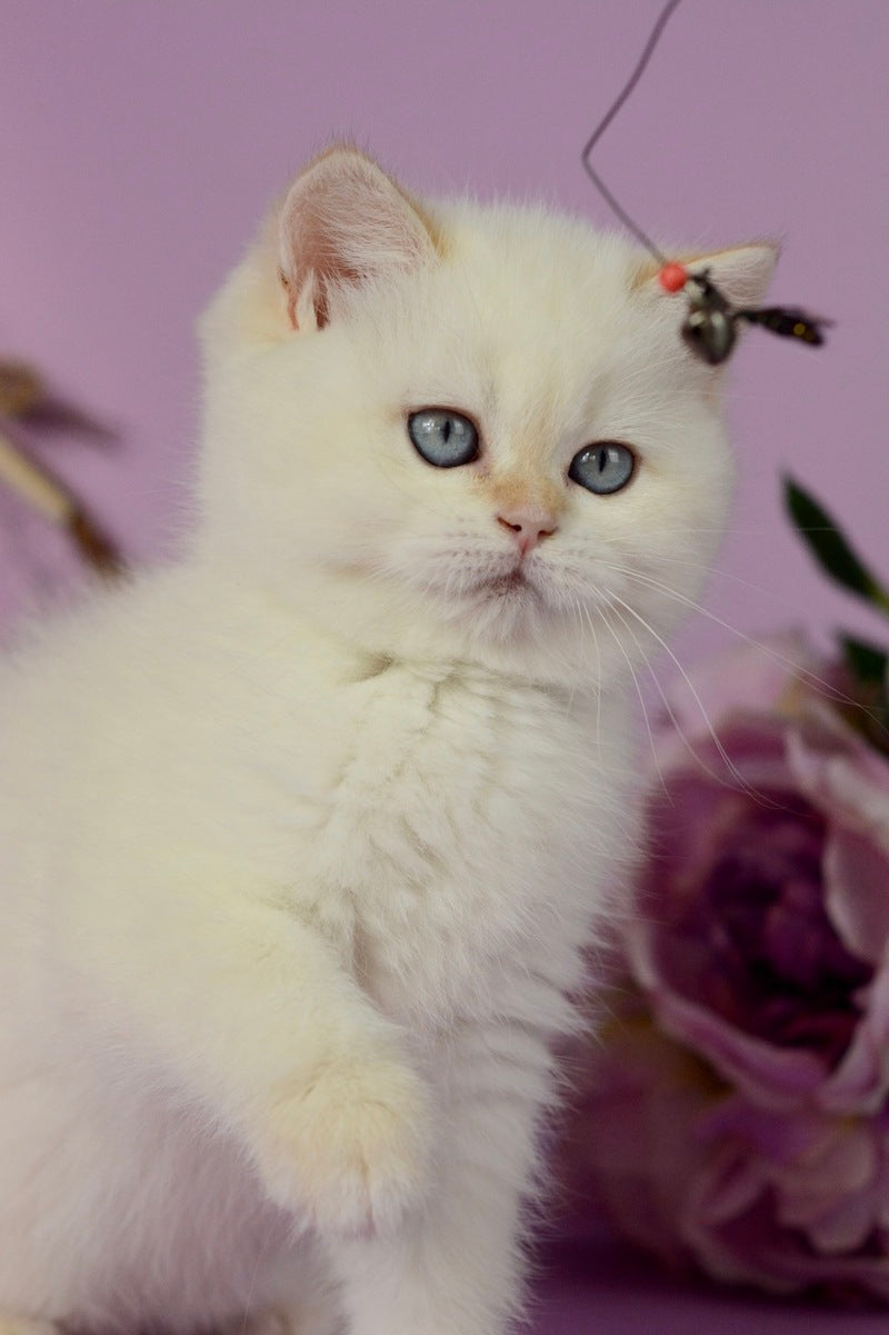 Rosa British Shorthair female, black golden shaded pointed