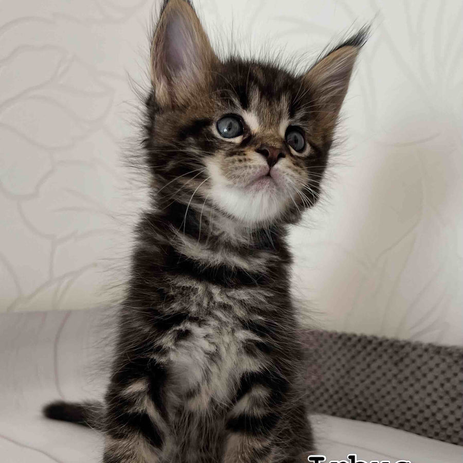 Irbus Maine Coon male, black tabby
