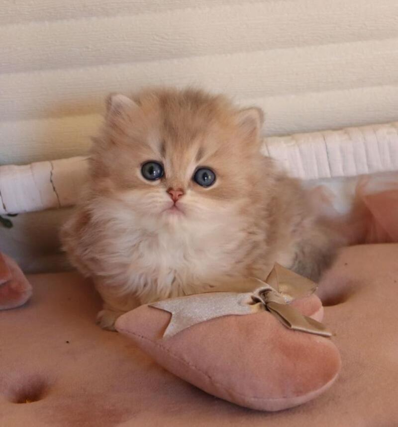 Marchello British Longhair male blue golden shaded - live animals