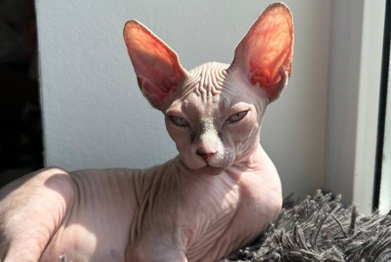 Sima Canadian Sphynx female, blue