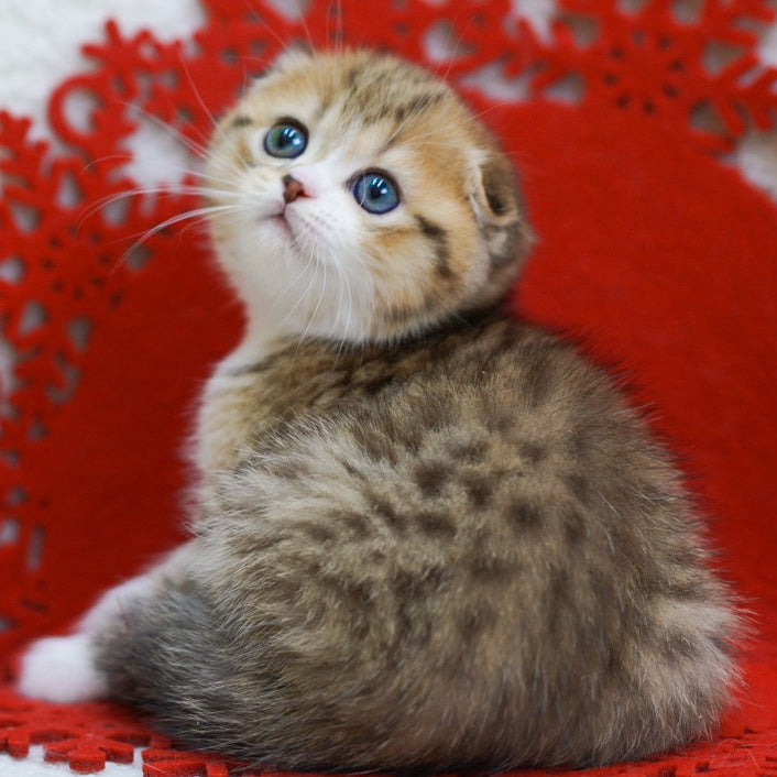 Dior Scottish Fold male, black spotted tabby bicolour