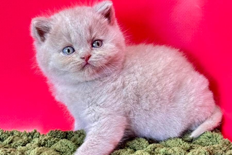 Ernest British Shorthair male fawn - live animals
