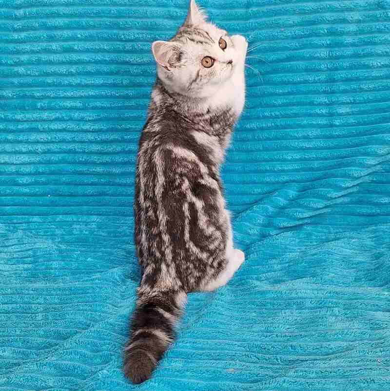 Zira Scottish Straight female black silver tabby bicolour live animals