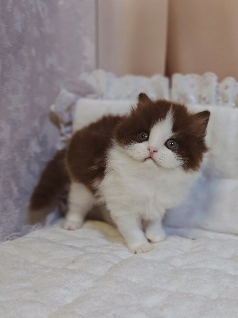 Diamond British Longhair male chocolate bicolour live animals