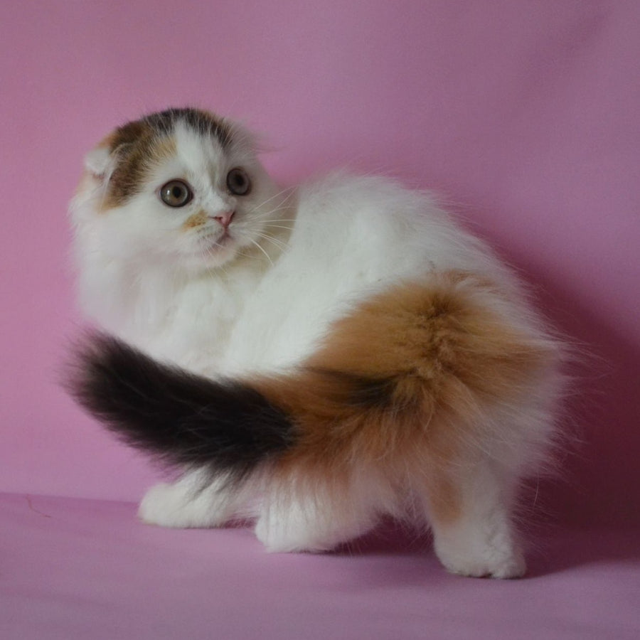 Sofa Scottish Fold female, black tortie van