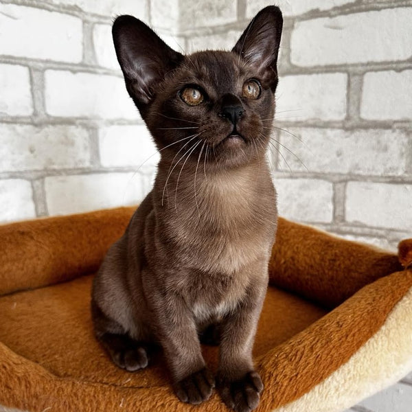 Uma Burmese female, black