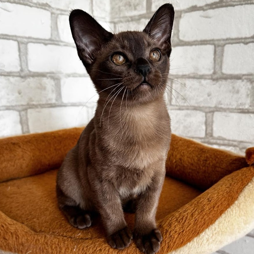 Uma Burmese female, black