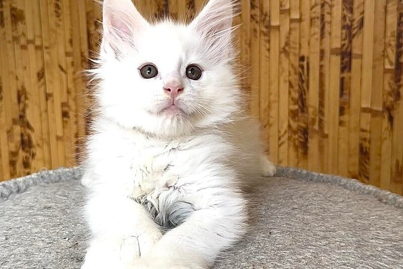 Sebastian Maine Coon polydactyl male, white