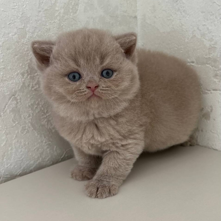 Jasmine British Shorthair female, fawn