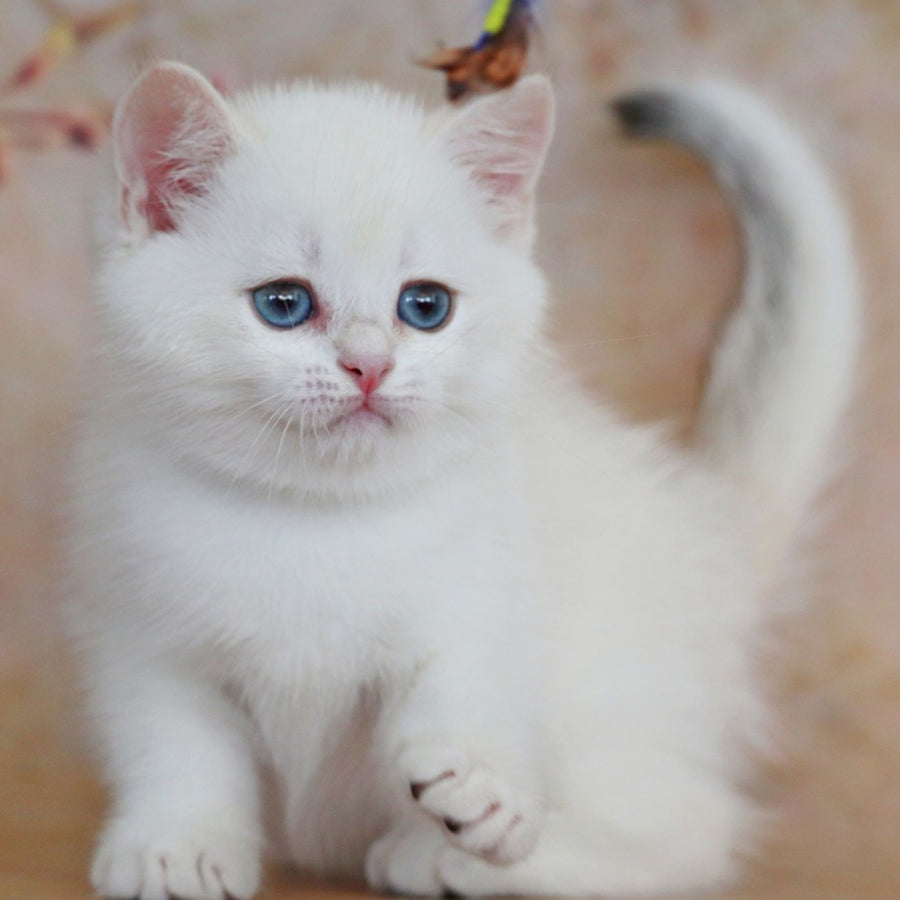 Yanis British Shorthair male, black golden chinchilla pointed