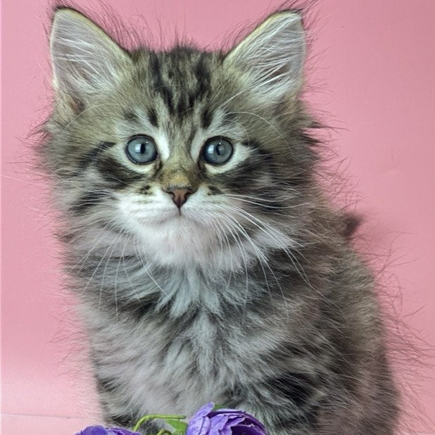 Yaros Siberian male, black tabby