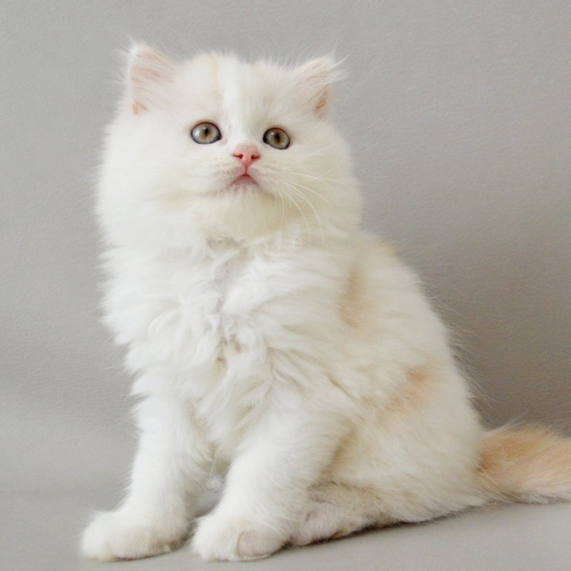 Wasilisa Scottish Straight female, red silver tabby van